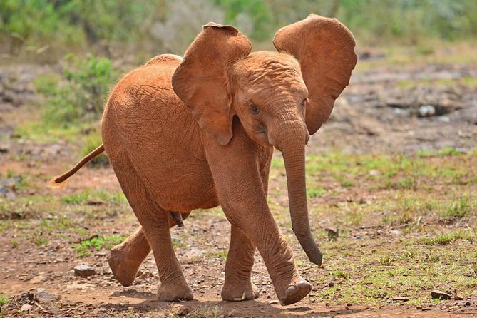 Giraffe Centre, Elephant Orphanage, and Bomas of Kenya Day Tour from Nairobi - Bomas of Kenya: Music, Dance, and Tribe-Style Storytelling