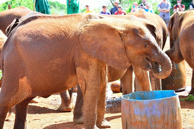Giraffe Centre, Elephant Orphanage, and Bomas of Kenya Day Tour from Nairobi - Price and Logistics for a Smooth, No-Stress Day