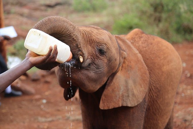Giraffe Centre, Elephant Orphanage, National Museum & Beads Center - Price and logistics for this Nairobi one-day combo