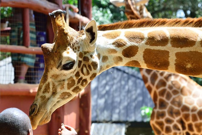 Giraffe Centre, Elephant Orphanage, National Museum & Beads Center - Nairobi National Museum: where the day gets context fast