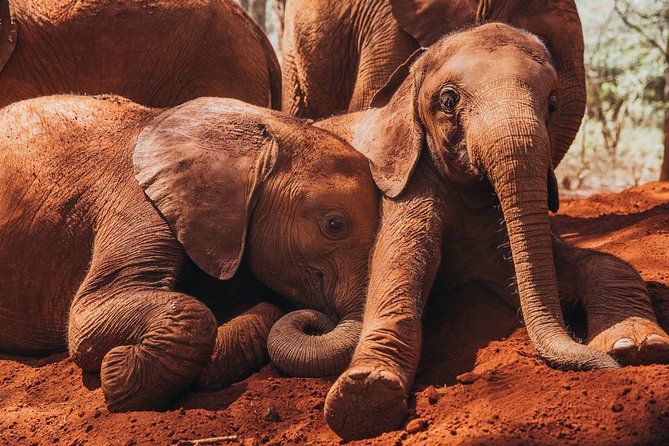 Giraffe Centre, Elephant Orphanage, National Museum & Beads Center - Snake Park: a change of pace you should not skip