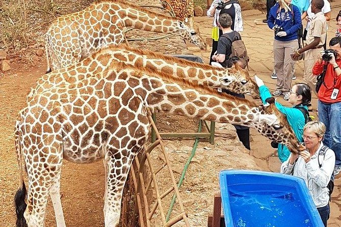 Giraffe Centre, Elephant Orphanage, National Museum & Beads Center - Guides make the difference, and it shows in real feedback