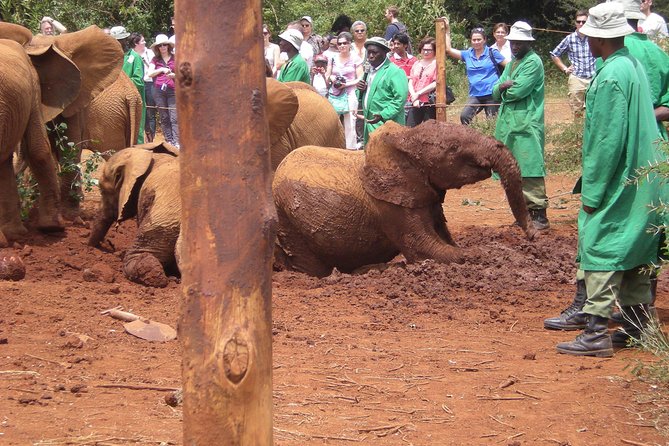 Giraffe Centre, Elephant Orphanage, National Museum & Beads Center - What this tour is best for