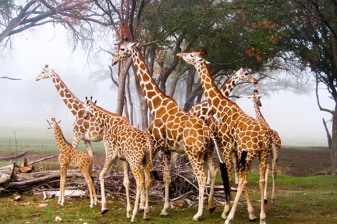 Giraffe Centre, Elephant Orphanage, National Museum & Beads Center - Giraffe Centre: the face-to-face start that sets the mood