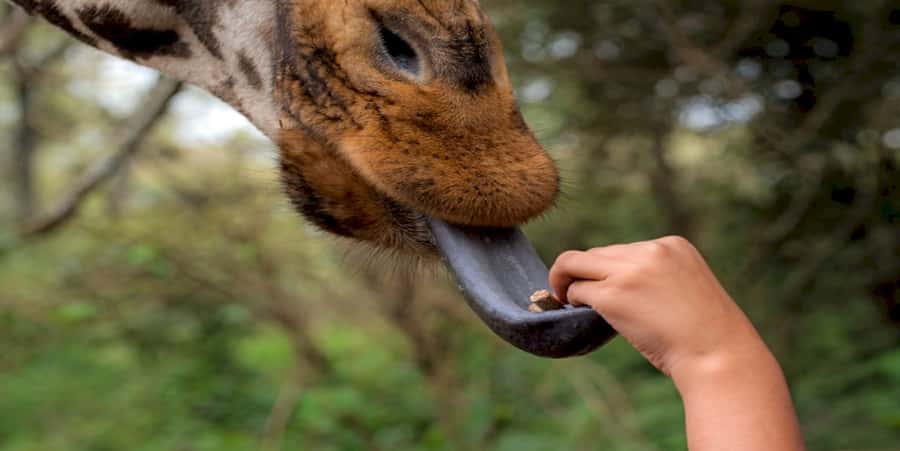 Giraffe, Elephant Orphanage - Price and what you really get for $155