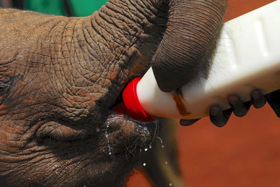 Giraffe, Elephant Orphanage - Elephant orphanage with Sheldrick Wildlife Trust stories by name