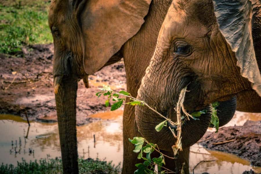 Giraffe, Elephant Orphanage - Bomas of Kenya for culture through song and dance