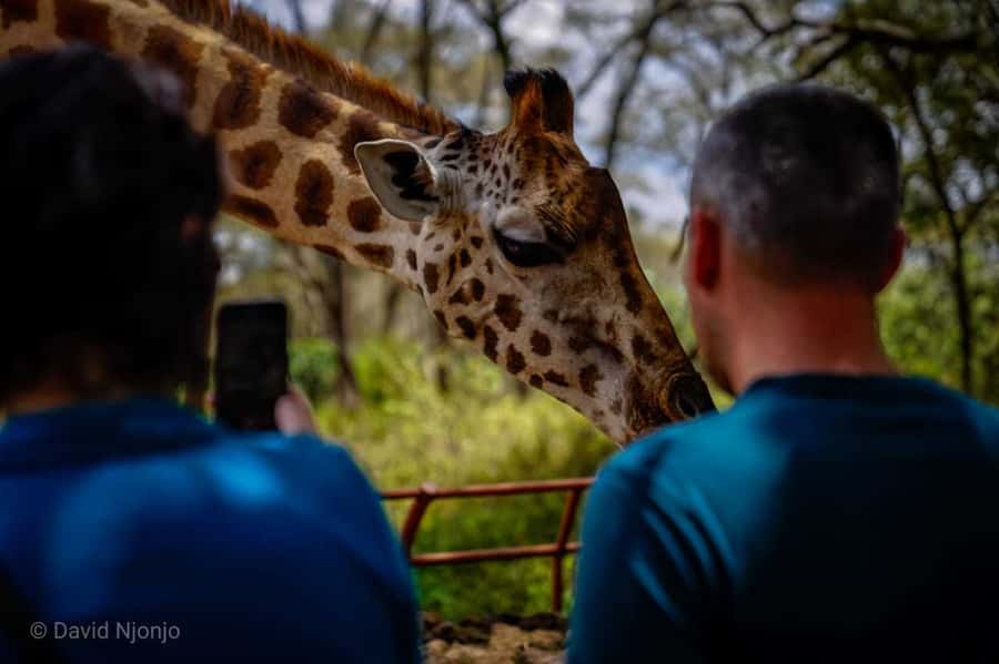 Giraffe, Elephant Orphanage - Who this tour fits best