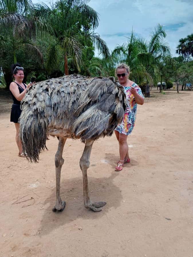 giraffe feeding - Bora Bora Sanctuary in Kenya, where feeding is the main event