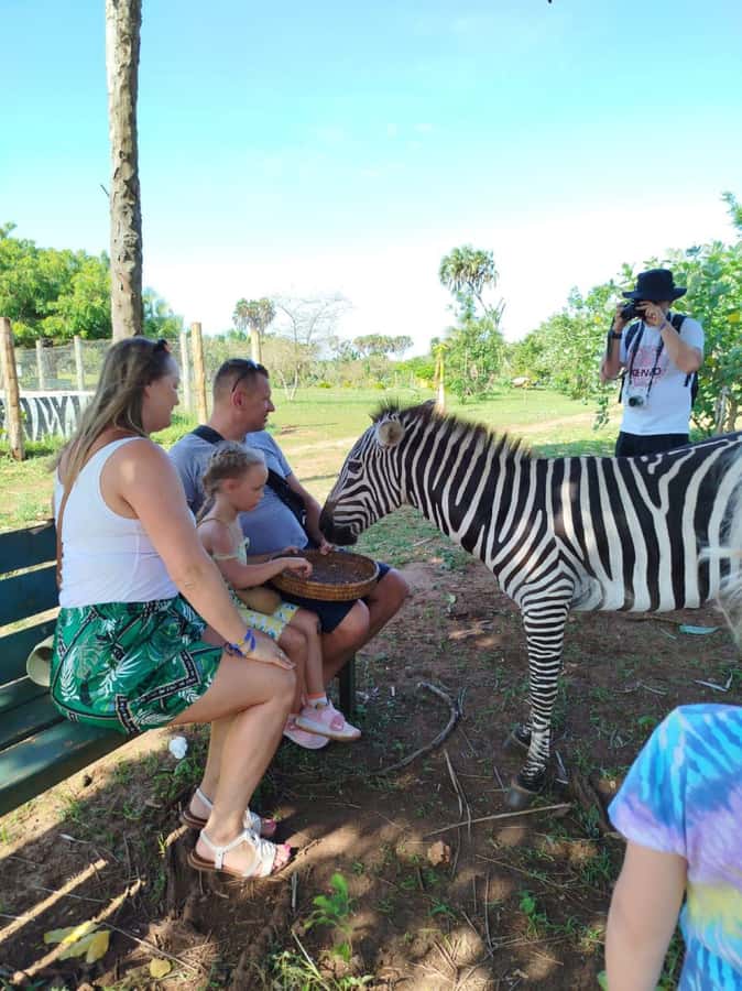 giraffe feeding - Feeding Maasai giraffes, zebras, and African warthogs on a guided walk