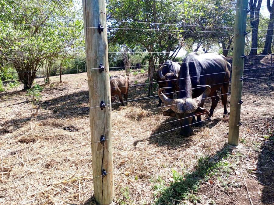 giraffe feeding - Ostriches, peacocks, and other sightings you can’t plan but can enjoy