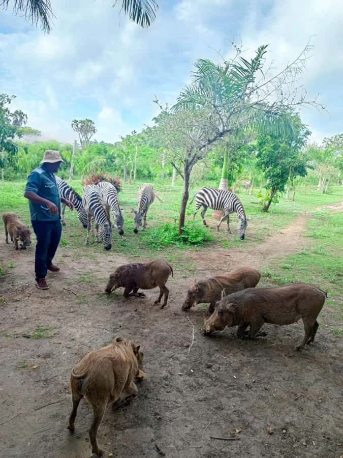 giraffe feeding - The Diani pick-up and the 10:00 start you should plan around
