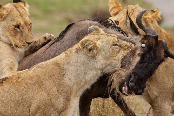Great Wildebeest Migration Safari in Masai Mara - Key Highlights I’d Plan Around