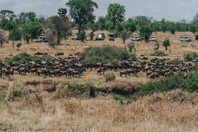 Great Wildebeest Migration Safari in Masai Mara - Why the Great Migration Timing (July to September) Changes Everything