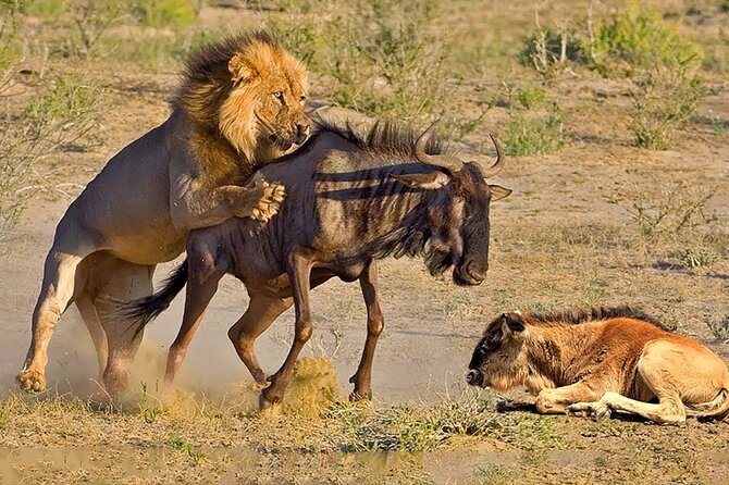 Great Wildebeest Migration Safari in Masai Mara - Full-Day Game Drives in Masai Mara: Lions, Leopards, Cheetahs, and More