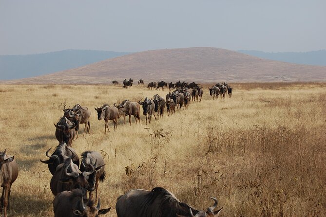Great Wildebeest Migration Safari in Masai Mara - Culture Stop in a Masai Village: How the People Story Fits the Wildlife Story