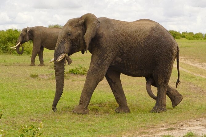 Great Wildebeest Migration Safari in Masai Mara - Comfort and Value: Private Service, Custom 4x4s, WiFi, and Binoculars