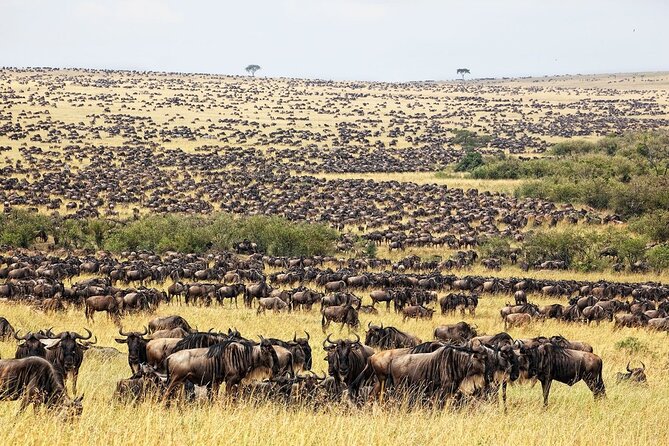 Great Wildebeest Migration Safari in Masai Mara - Day 1 in Masai Mara: Check-In, Siesta Time, and an Evening Game Drive