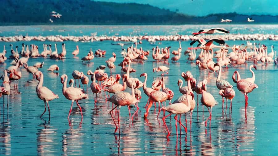 Group joining day trip to Lake Nakuru from Nairobi - Lake Nakuru in one day from Nairobi, and what that means