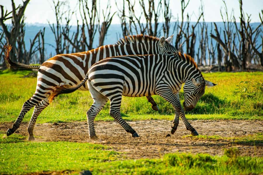 Group joining day trip to Lake Nakuru from Nairobi - Game drive time, the open-roof 4x4, and how to actually see animals