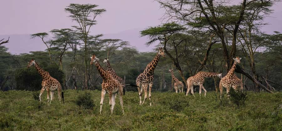 Group joining day trip to Lake Nakuru from Nairobi - Flamingos, rhinos, lions, and the real meaning of endangerment