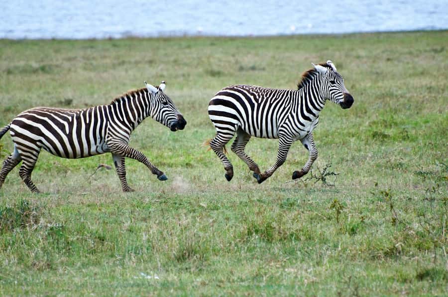 Group joining day trip to Lake Nakuru from Nairobi - Nature walks, viewpoints, and the waterfall reset