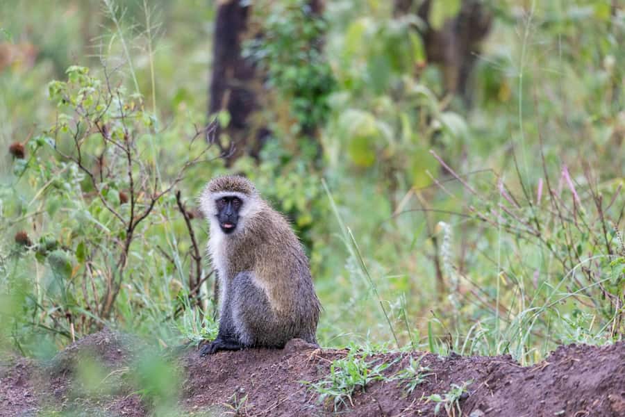 Group joining day trip to Lake Nakuru from Nairobi - Price and value: $145 plus the $90 park fee