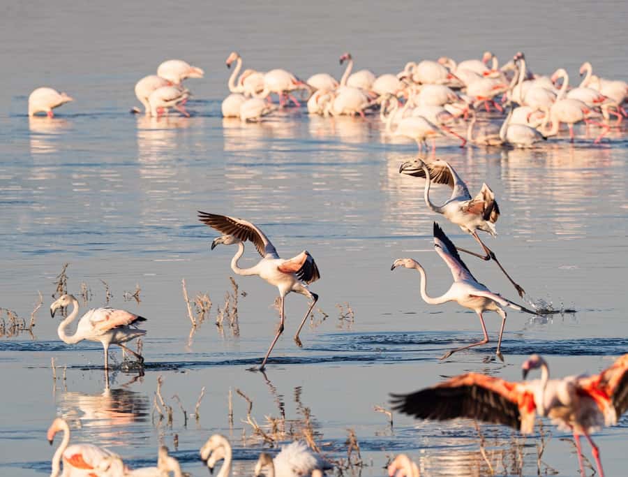 Group joining day trip to Lake Nakuru from Nairobi - Who should book this Lake Nakuru day trip