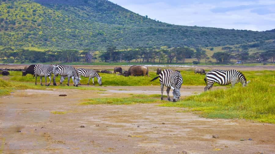 Group joining day trip to Lake Nakuru from Nairobi - Practical tips to make your day easier