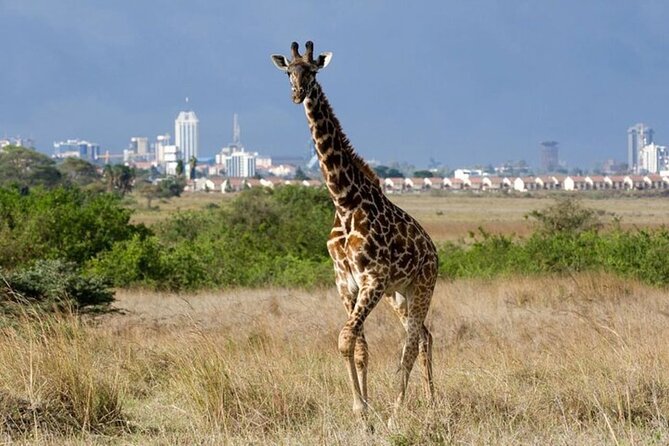 Group Joining Nairobi National Park and Giraffe Center - Key points before you go