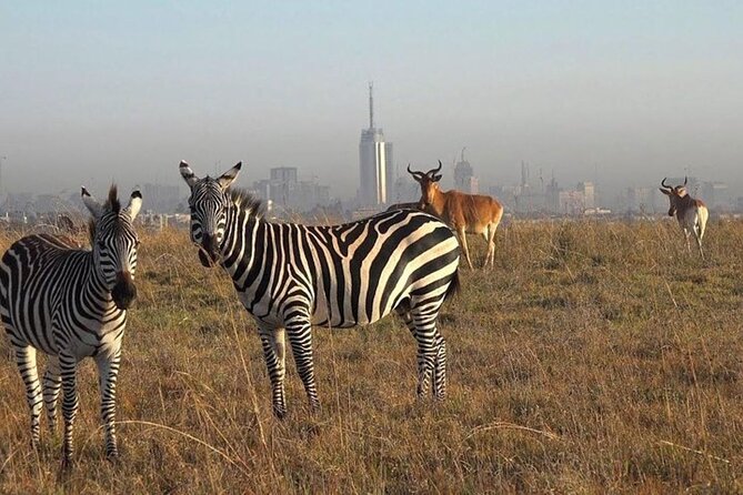 Group Joining Nairobi National Park and Giraffe Center - Nairobi National Park at 6:00am, and why the pop-up roof matters