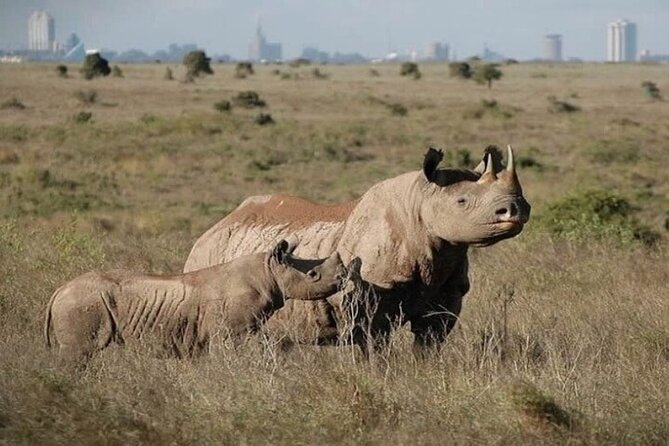 Group Joining Nairobi National Park and Giraffe Center - Giraffe Centre: Rothschild giraffes, plus what conservation actually looks like