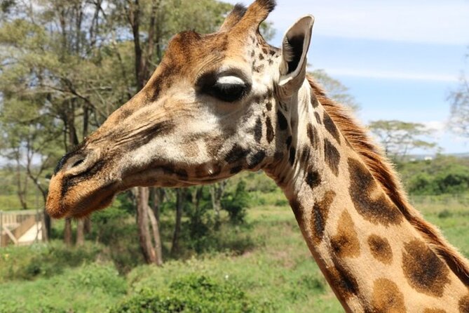 Group Joining Nairobi National Park and Giraffe Center - Timing: what a 7-hour day feels like in real life