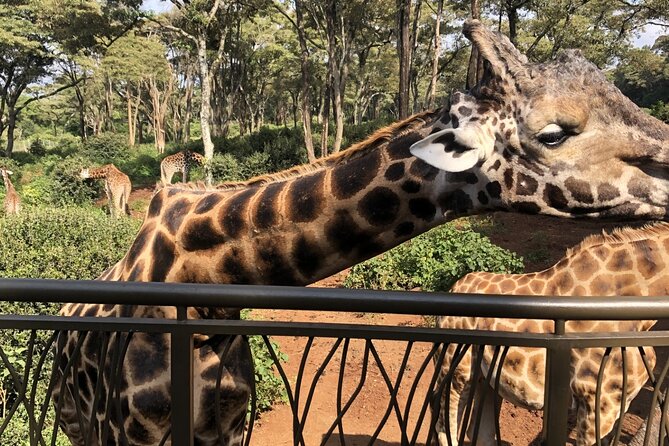 Half Day Excursion Tour in Nairobi - Key highlights to know before you go