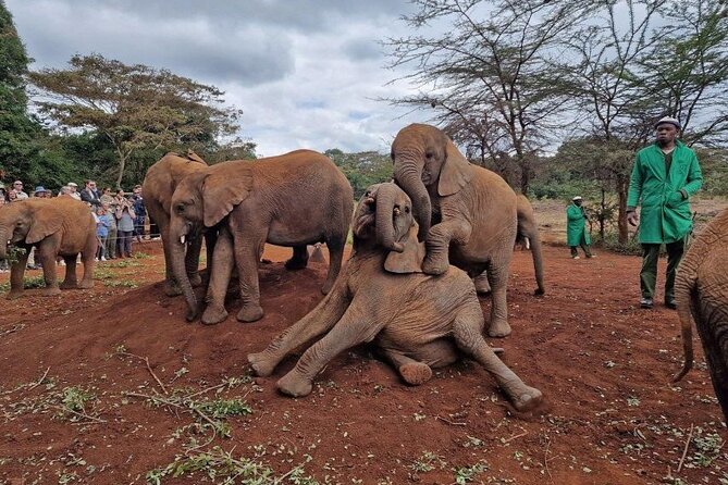 Half Day Excursion Tour in Nairobi - Comfort and timing: WiFi, A/C, bottled water, and bumpy Nairobi roads