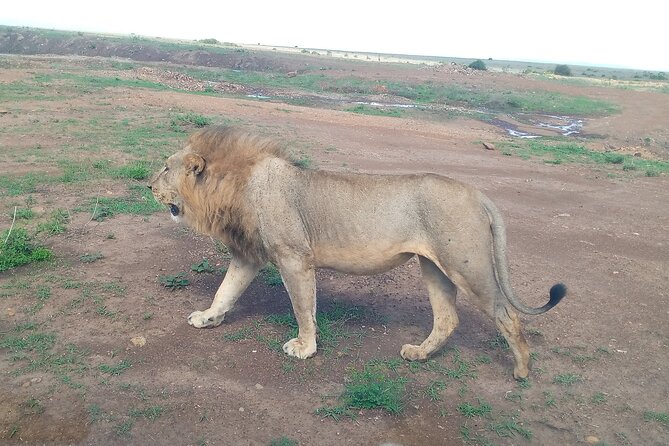 Half Day Morning or Afternoon Guided Tour : Nairobi National Park - Inside the park: what the guide helps you actually notice