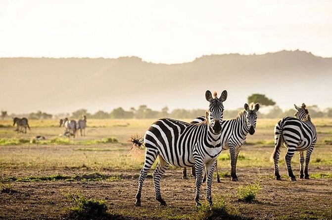 Half Day Morning or Afternoon Guided Tour : Nairobi National Park - Pickup, safari van comfort, and the small perks that help you relax