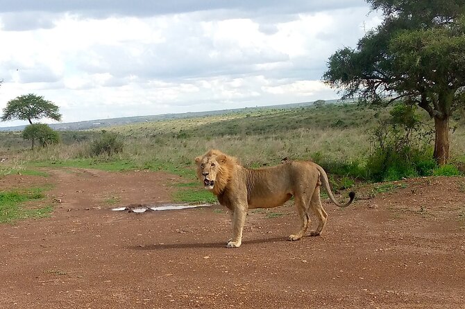 Half Day Morning or Afternoon Guided Tour : Nairobi National Park - Price and logistics: what you pay, and what you still need to cover