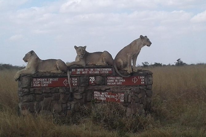 Half Day Nairobi National park - Morning or afternoon game drives, how to choose