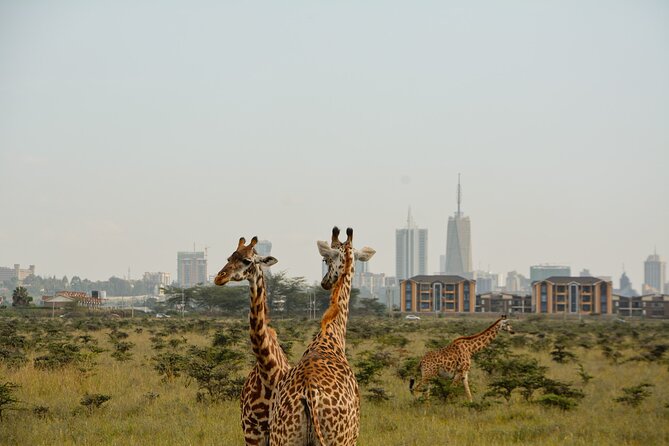 Half-Day Nairobi National Park and Maasai Market with Pick up - The 3-hour game drive: what to expect in the park