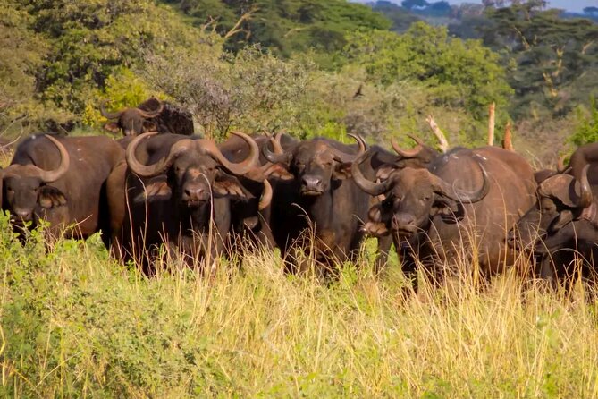 Half-Day Nairobi National Park Private Tour with admission - The Kobe Bead Factory stop, why it matters beyond souvenirs