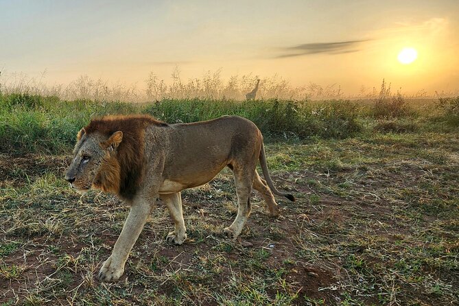 Half-Day Nairobi National Park Private Tour with admission - Getting there in comfort, and what you should expect from the vehicle