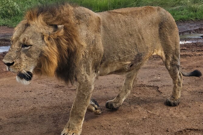 Half-Day Nairobi National Park Private Tour with admission - Value check: is $167 worth it for this Nairobi mix?