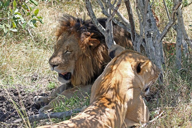 Half-Day Nairobi National Park Private Tour with admission - Weather, roads, and the one thing you cannot schedule away