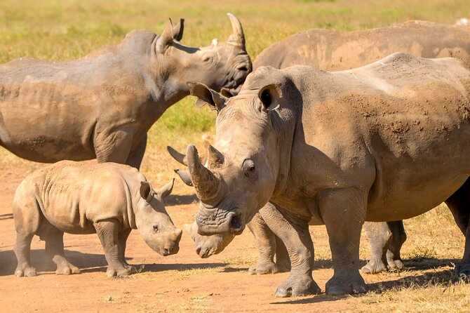 Half-Day Nairobi National Park Private Tour with admission - Wildlife viewing tips that help your chances on a half-day safari