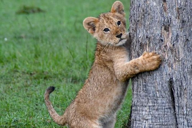 Half-Day Nairobi National Park Safari from Nairobi with Free Pickup - Free Pickup and the 4x4 Open-Roof Ride