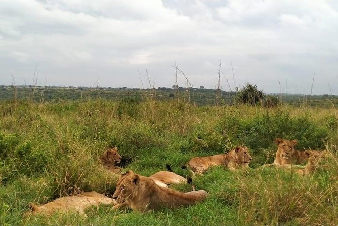 Half-Day Nairobi National Park Safari from Nairobi with Free Pickup - What Your Guide Does on the Ground
