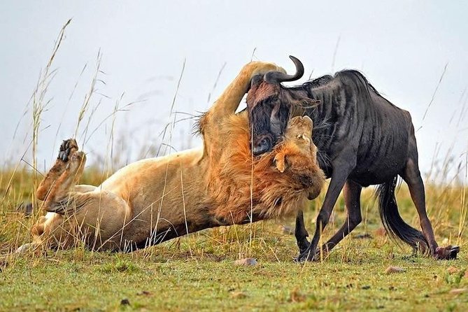 Half-Day Nairobi National Park Safari from Nairobi with Free Pickup - Price and Logistics: The Real Value Math