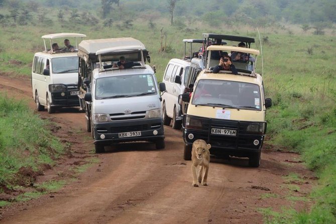 Half-Day Nairobi National Park Safari from Nairobi with Free Pickup - Timing, Pickup Delays, and How the Van Plan Can Change