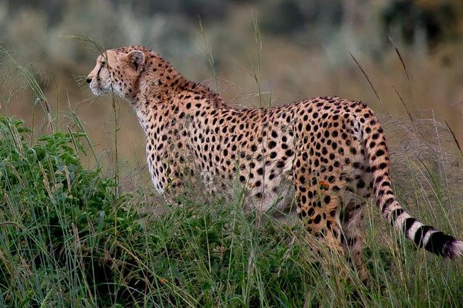 Half-Day Nairobi National Park Safari from Nairobi with Free Pickup - Animals You Can Target, Plus the Big-City Safari Feel
